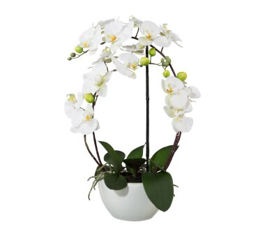 Kunstpflanze Phalenopsis (Orchidee) 3D-Print, Farbe...