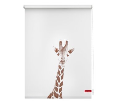 Lichtblick Rollo Klemmfix, Motiv Giraffe, Digitaldruck,...