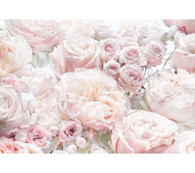 Fototapete KOMAR SPRING ROSES, 8 Teile, BxH 368 x 254  cm