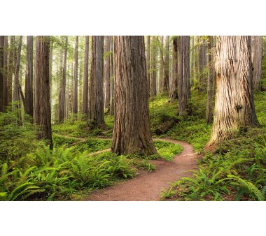 Vlies-Fototapete KOMAR, Wanderlust REDWOOD TRAIL,...