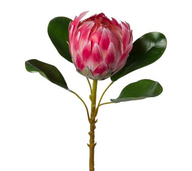 Kunstpflanze Königsprotea, Farbe rosa, Höhe ca....