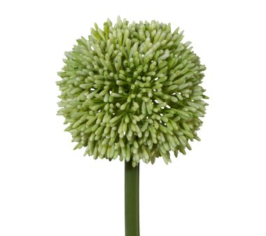 Kunstblume Allium, 3er Set, Farbe grün, Höhe...
