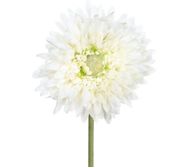 Kunstblume Gerbera gefüllt, 10er Set, Farbe creme,...