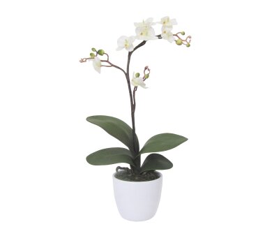 Kunstpflanze Phalaenopsis Cassandra, Farbe creme, inkl....