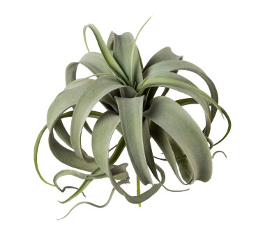Kunstpflanze Tillandsie, Farbe grün, 25x28 cm