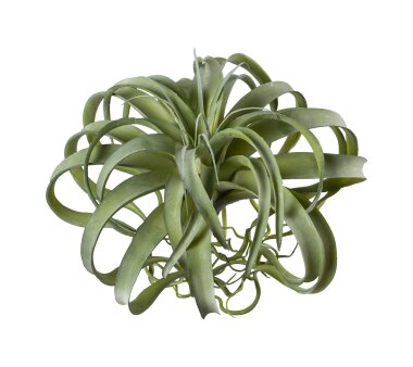 Kunstpflanze Tillandsie, Farbe grün, 35x32 cm