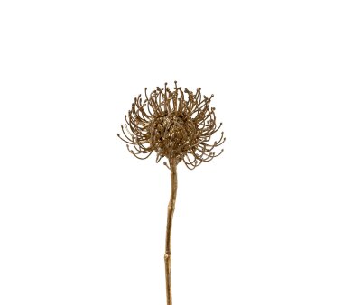 Kunstblume Protea, 3er Set, Farbe gold, Höhe ca. 50 cm