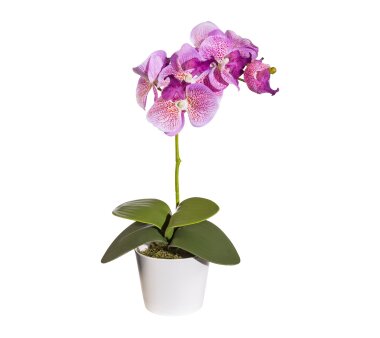 Kunstpflanze Phalaenopsis, 2er Set, Farbe flieder, inkl....