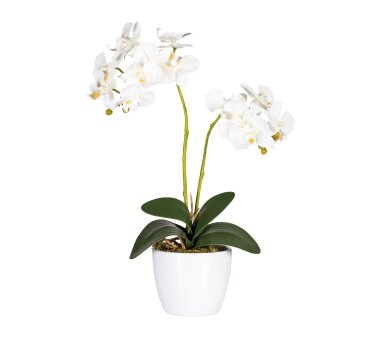 Kunstpflanze Phalaenopsis, 2er Set, Farbe weiß,...