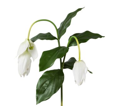 Kunstblume Medinilla, Farbe weiß, Höhe ca. 78 cm
