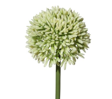 Kunstblume Allium, 12er Set, Farbe weiß-grün,...
