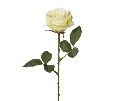 Kunstblume Rose, 5er Set, creme, Höhe ca. 60 cm online kaufen