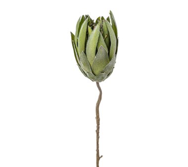 Kunstblume Protea, 3er Set, grün-rosa, Höhe ca. 48 cm online kaufen