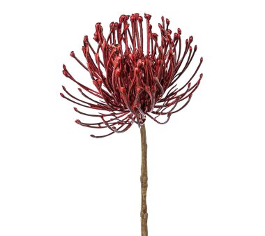 Kunstblume Protea, 3er Set, grün-rosa, Höhe ca. 48 cm online kaufen