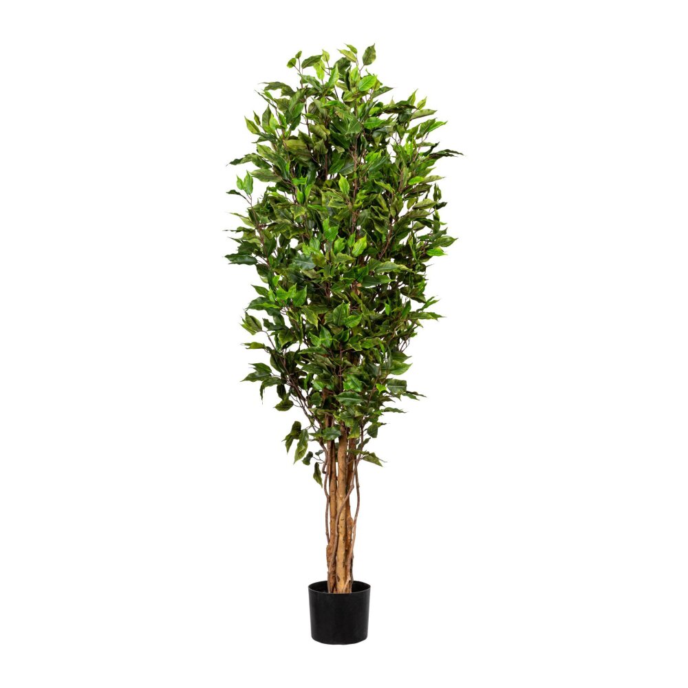 Kunstpflanze Ficus Benjamini, grün, Naturstamm, inklusive Kunststoff-Topf,  Höhe ca. 150 cm online kaufen