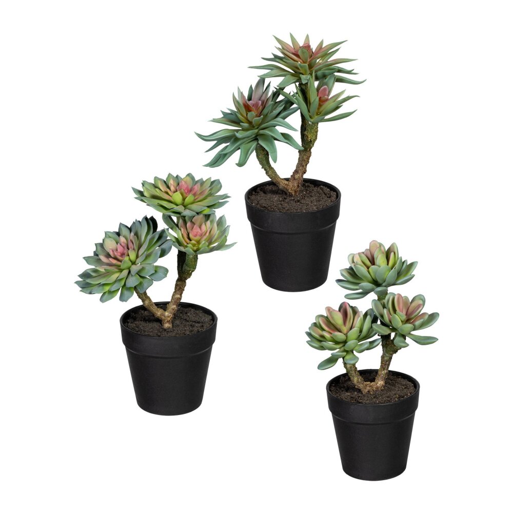 Kunstpflanze Sukkulenten, 3er Set, grün / rosa, inklusive Kunststoff-Topf,  Höhe ca. 22-24 cm online kaufen