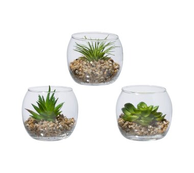 Kunstpflanze Sukkulenten, 3er Set, grün, inklusive Hänge-Glas, ca. 8x8x8,5  cm online kaufen