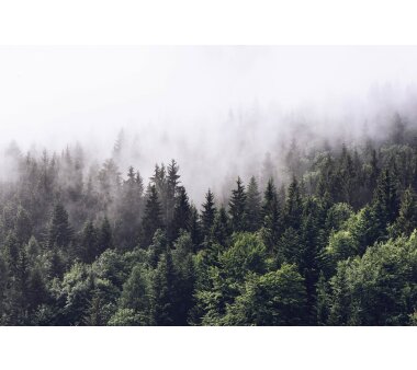 AS Creation Vlies-Fototapete FOGGY FOREST 119016, 8...