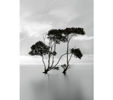AS Creation Vlies-Fototapete TREES IN THE STILL WATER...