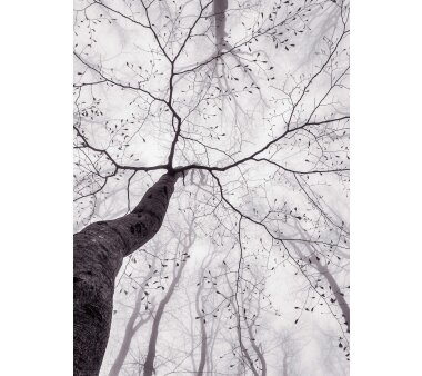 AS Creation Vlies-Fototapete INSIDE THE TREES 119104, 4...