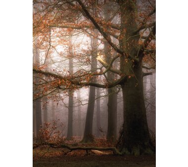 AS Creation Vlies-Fototapete FOGGY AUTUMN FOREST 119140,...