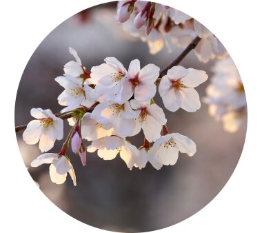 AS Creation Vlies-Fototapete CHERRY BLOSSOMS 119202, 3...