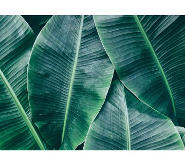 AS Creation Vlies-Fototapete BANANA LEAVES 118560, 5...