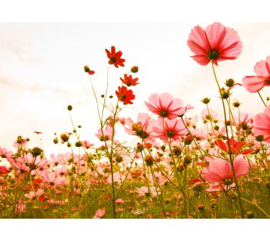 AS Creation Vlies-Fototapete FLOWER MEADOW 118598, 5...