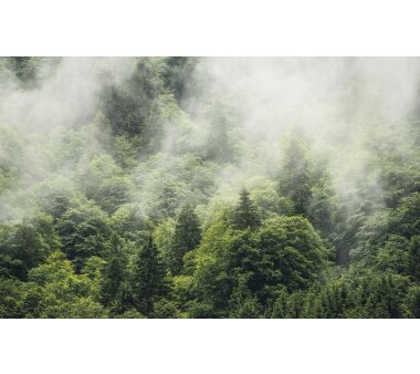 Vlies-Fototapete KOMAR, STEFAN HEFELE FOREST LAND, 4...