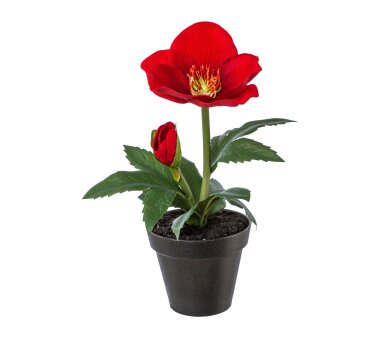 Kunstpflanze Christrose Velvet, 4er Set, Farbe rot, inkl....