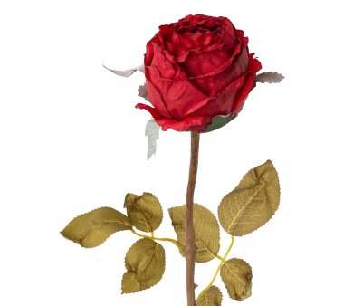 Kunstblume Rose, 5er Set, Farbe creme, Höhe ca. 60 cm ✔ online kaufen