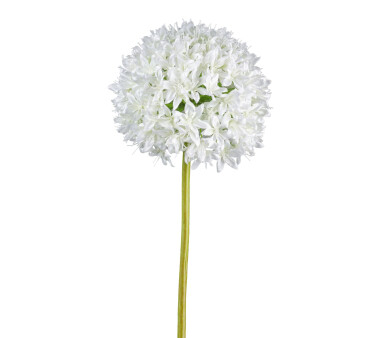Kunstblume Allium, 2er Set, Farbe weiß, Höhe...
