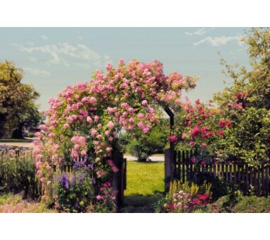 Fototapete KOMAR, ROSE GARDEN, 8 Teile, BxH 368 x 254 cm